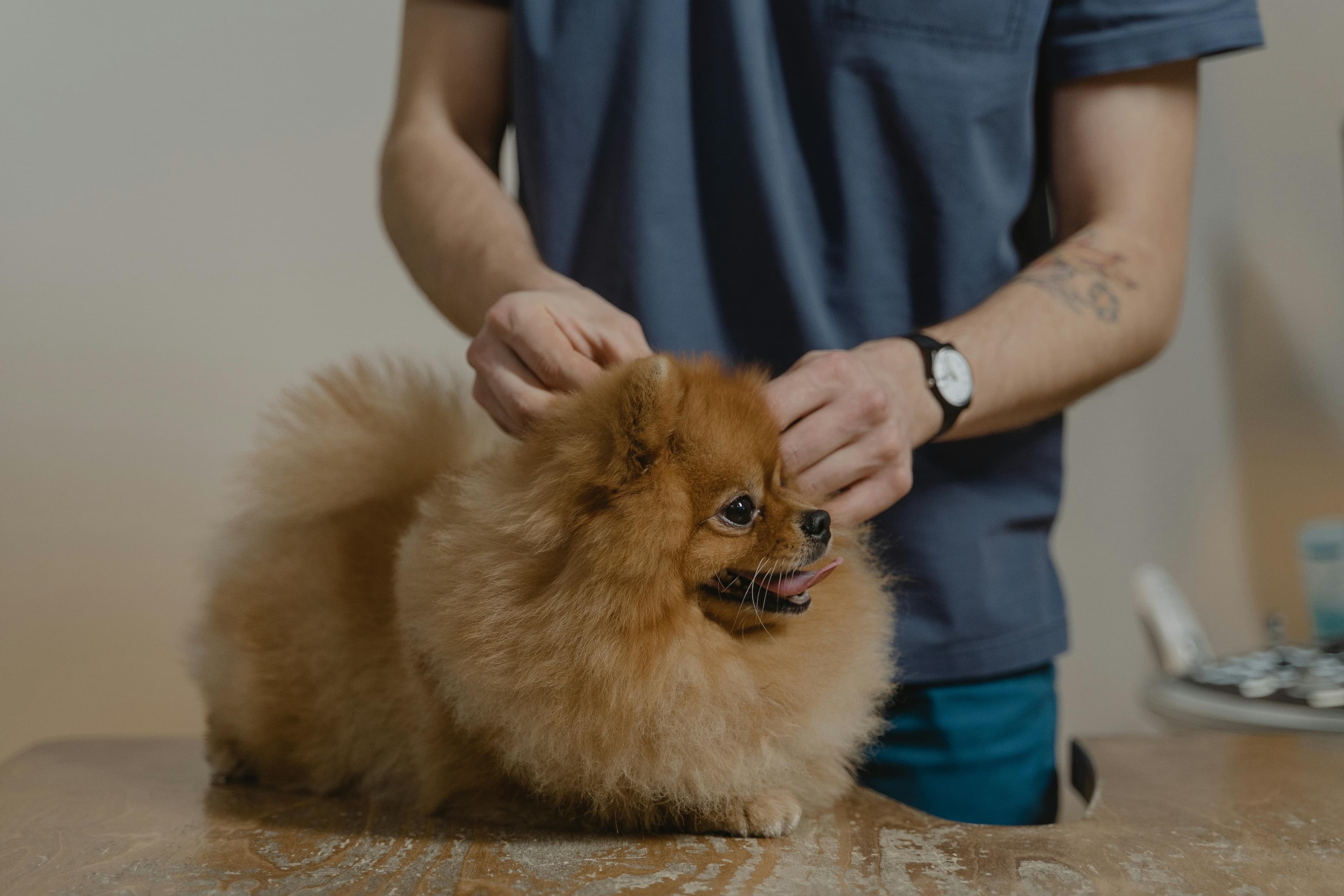 An independent vet working hands-on with a dog